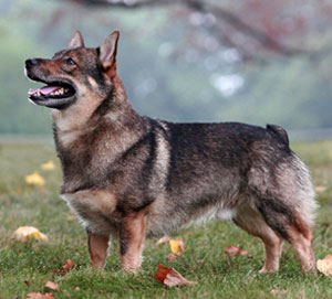 Swedish Vallhund - Dog Breed photo 
