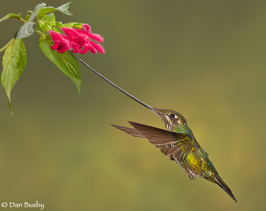 Pretty Sword-billed hummingbird