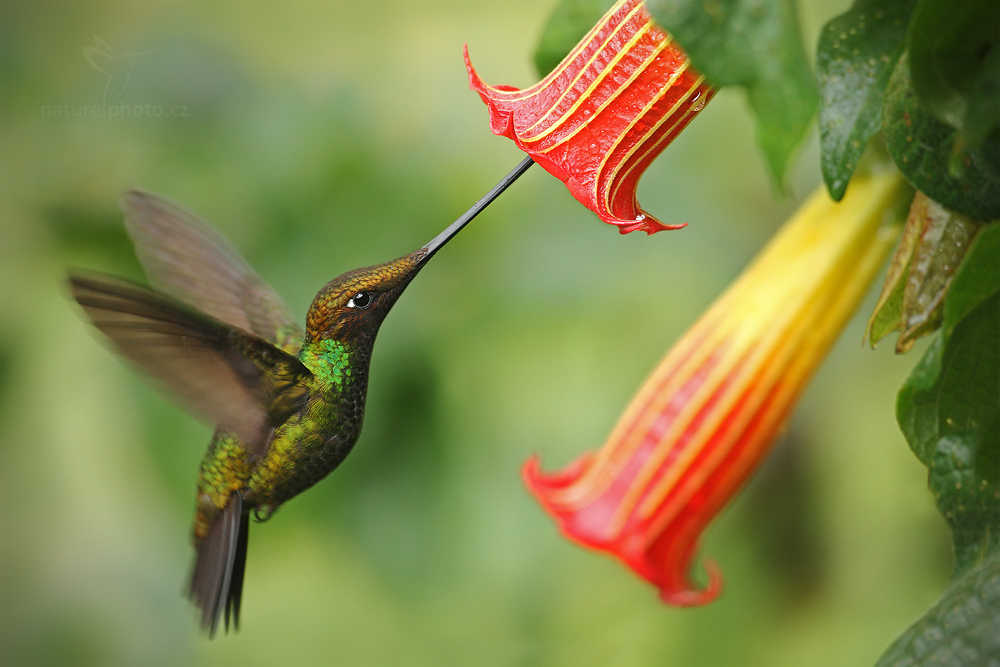 Pretty Sword-billed hummingbird