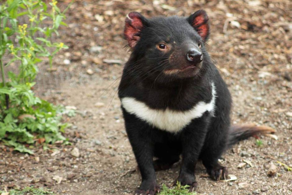 Cool Tasmanian devil
