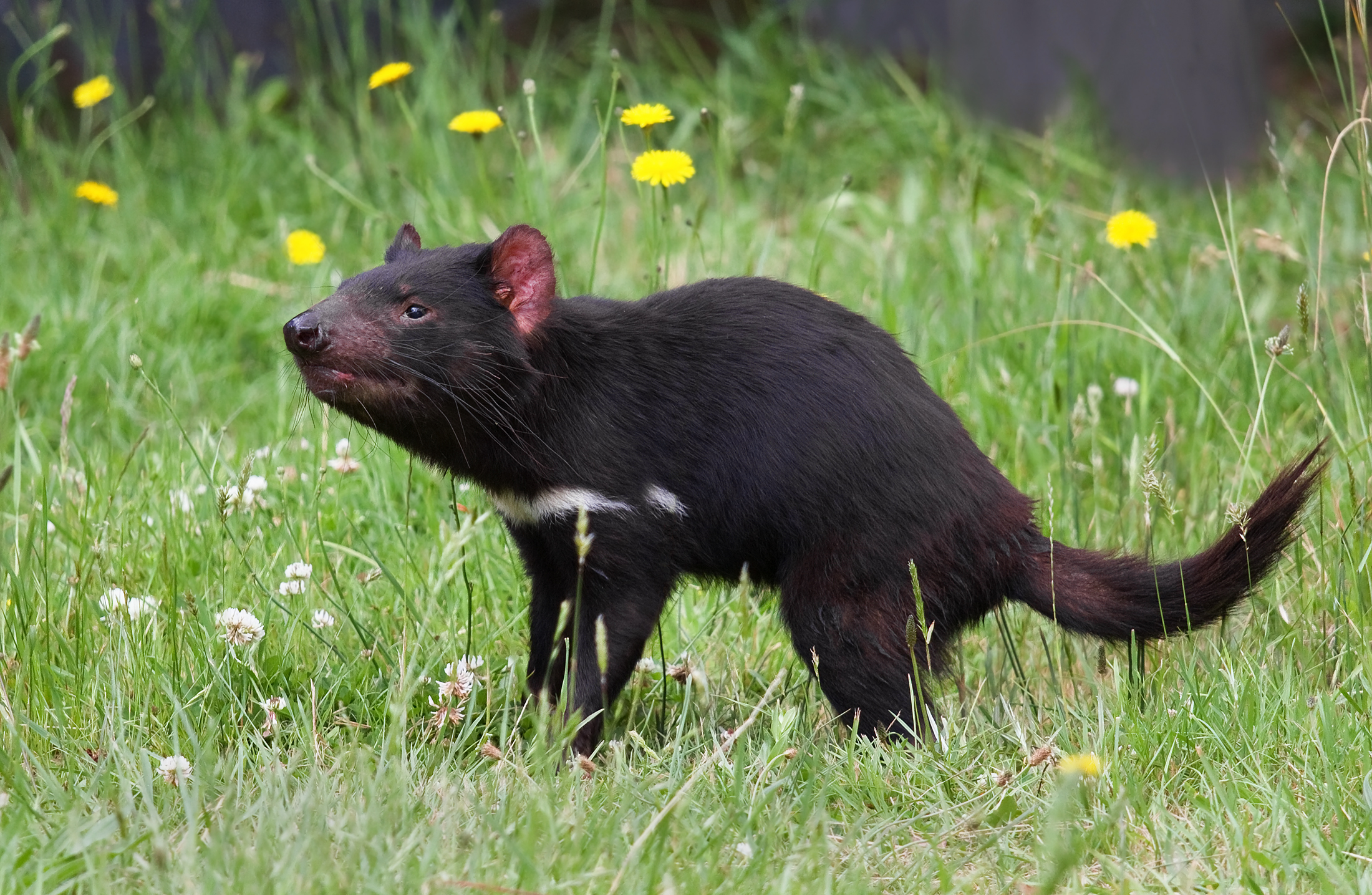 Pretty Tasmanian devil