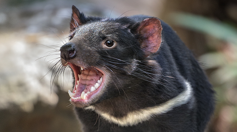 Cute Tasmanian devil