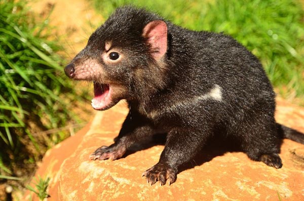 Wallpaper Tasmanian devil