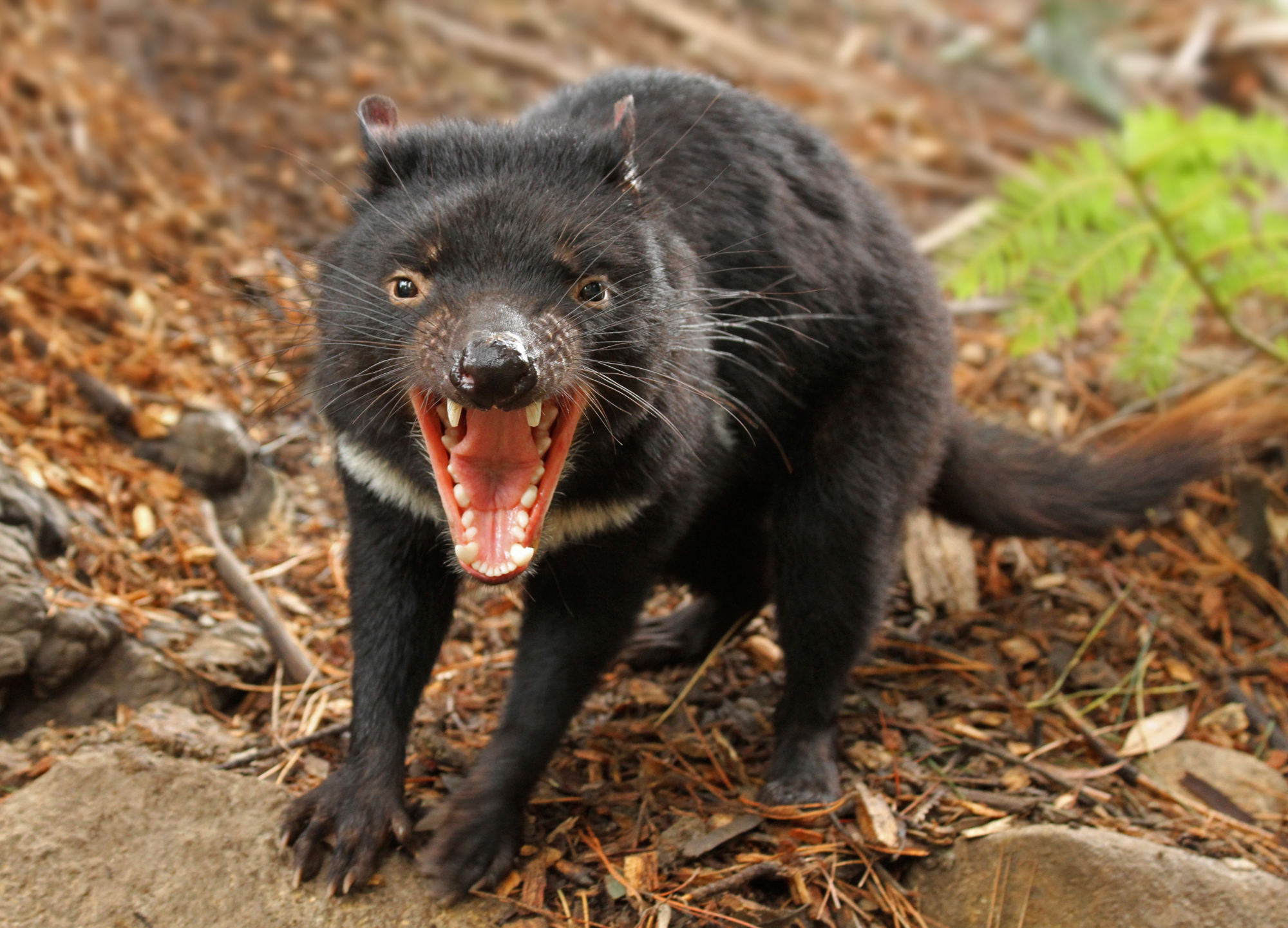Photo Tasmanian devil