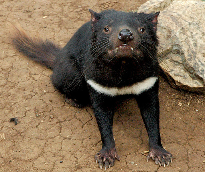 Tasmanian devil photo 