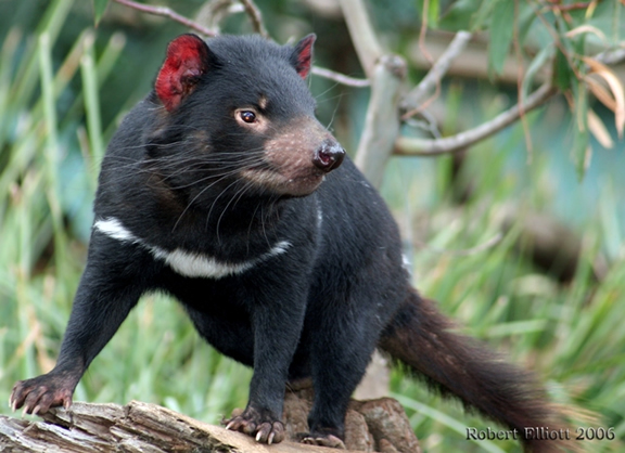 Tasmanian devil wallpaper