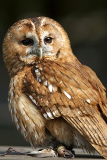 Pretty Tawny owl