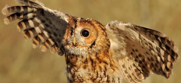 Pretty Tawny owl