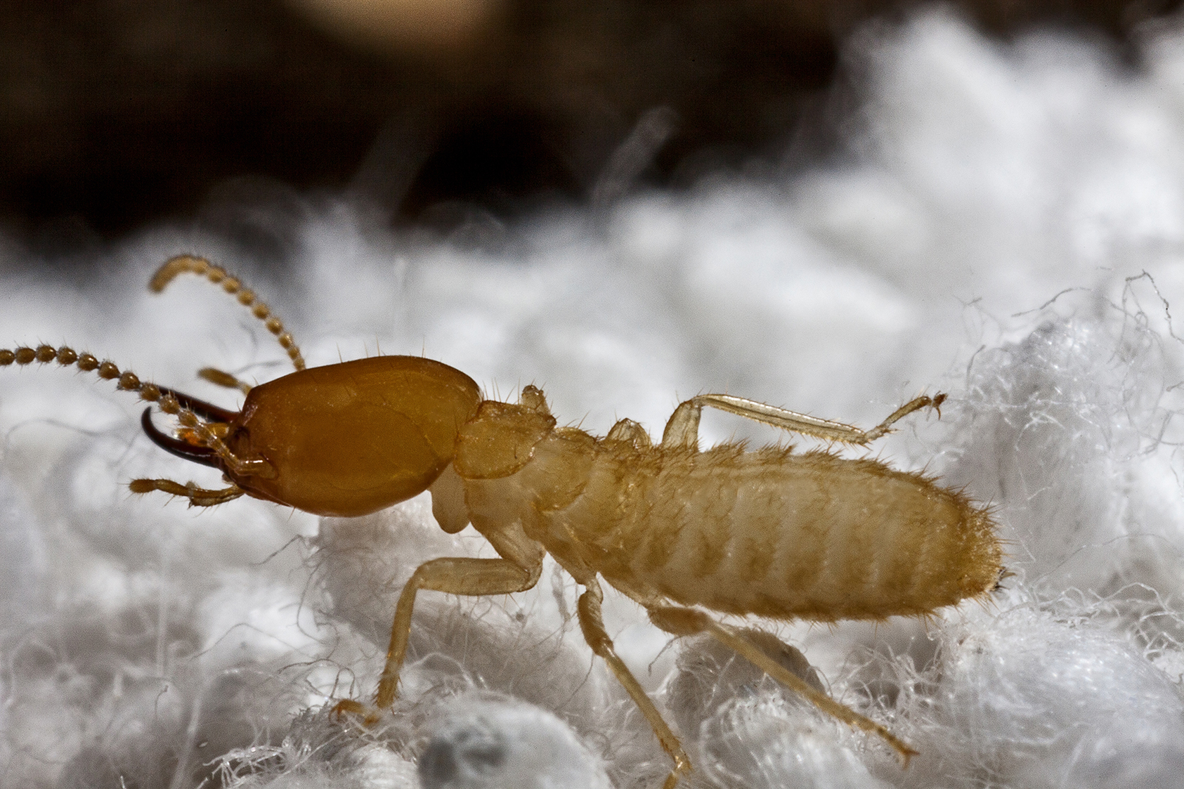 Cute Termites