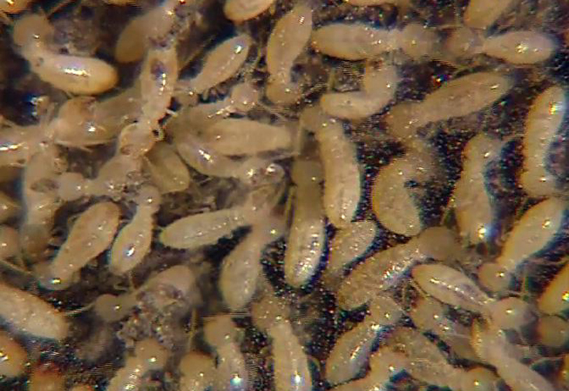 Termites wallpaper
