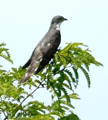 Pretty Thick-billed cuckoo