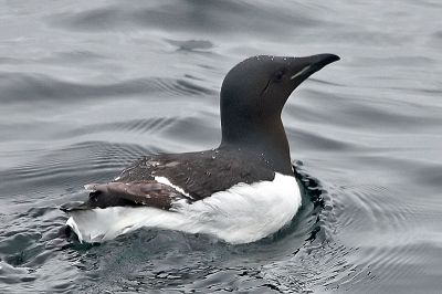 Thick-billed murre