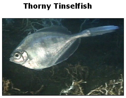 Pretty Thorny tinselfish