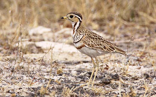 Three-banded courser