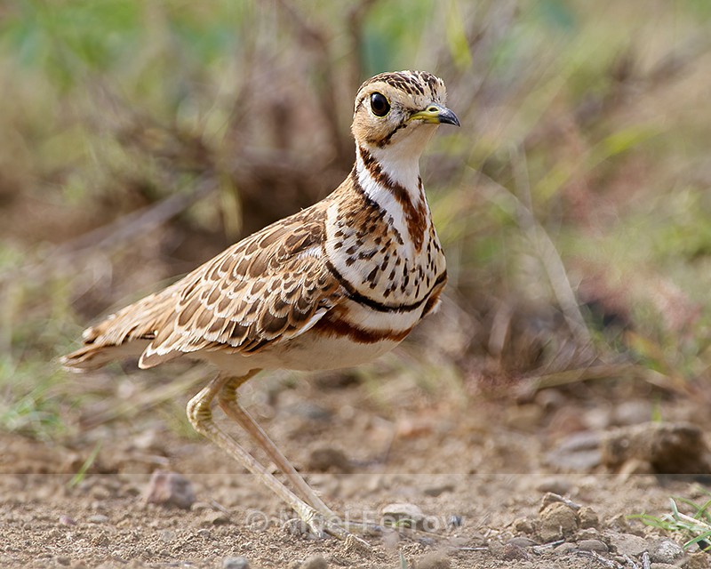 Pretty Three-banded courser