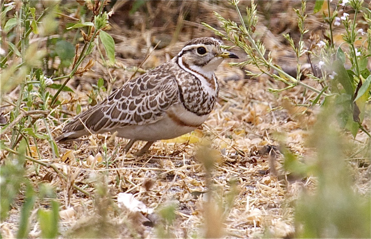 Pretty Three-banded courser