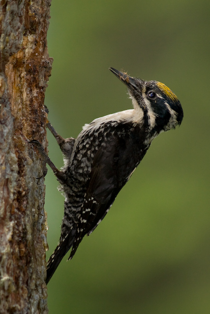 Pretty Three-toed woodpecker