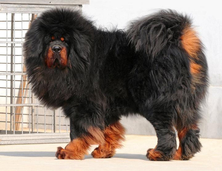 Tibetan Mastiff - Dog Breed
