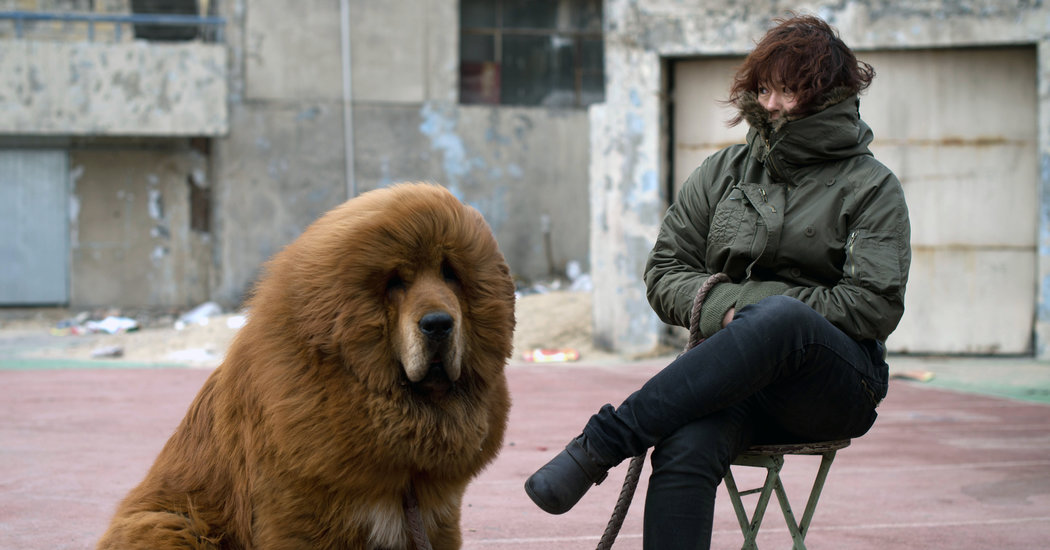 Nice Tibetan Mastiff - Dog Breed
