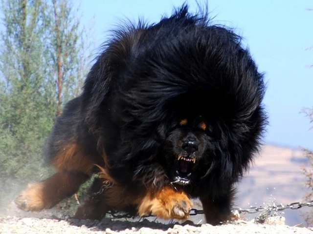 Cool Tibetan Mastiff - Dog Breed