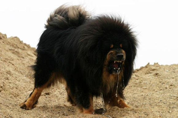 Pretty Tibetan Mastiff - Dog Breed