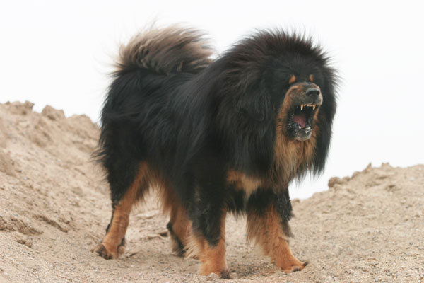 Wallpaper Tibetan Mastiff - Dog Breed