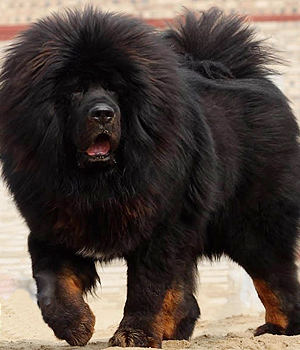 Photo Tibetan Mastiff - Dog Breed