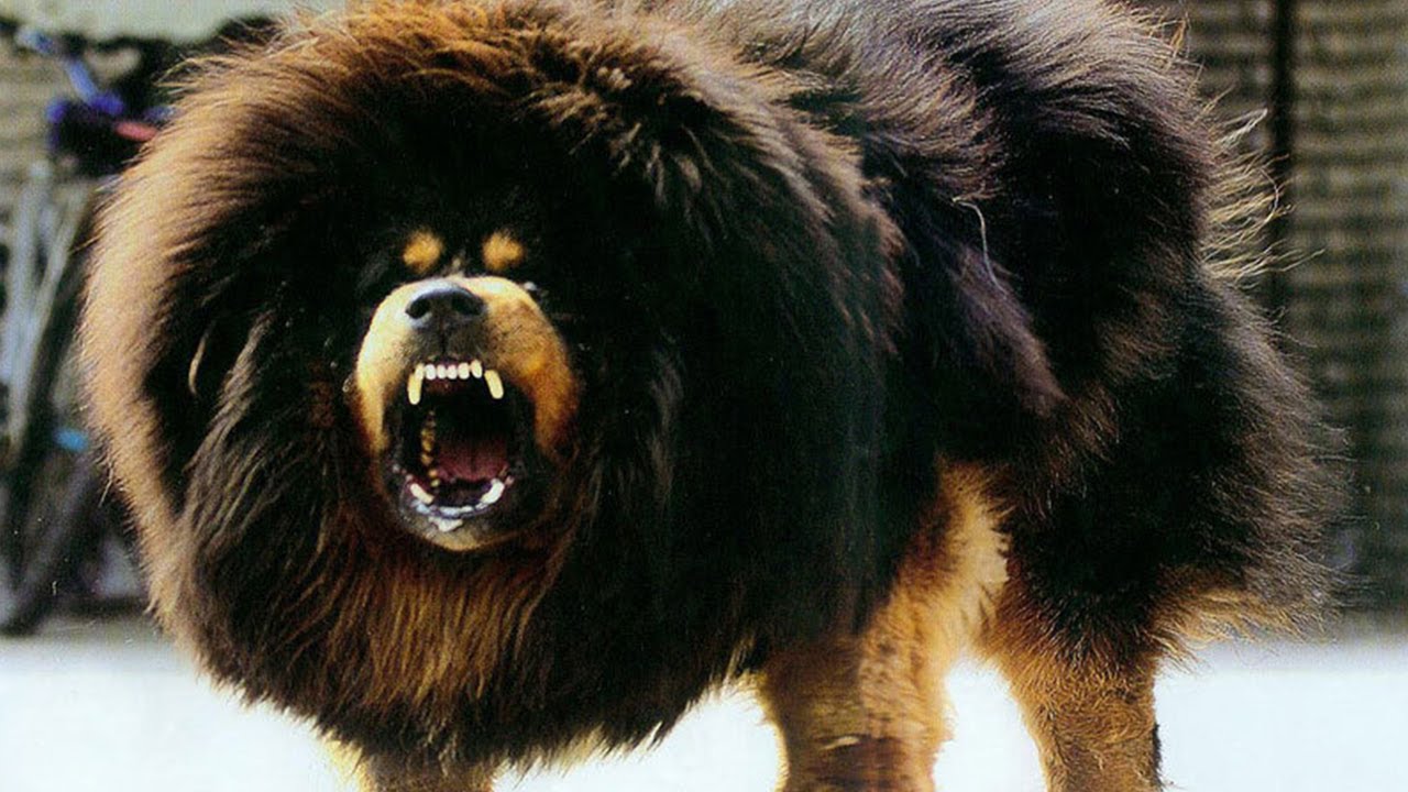 Tibetan Mastiff - Dog Breed photo 