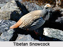 Pretty Tibetan snowcock