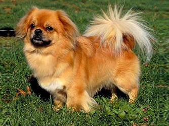 Nice Tibetan Spaniel - Dog Breed