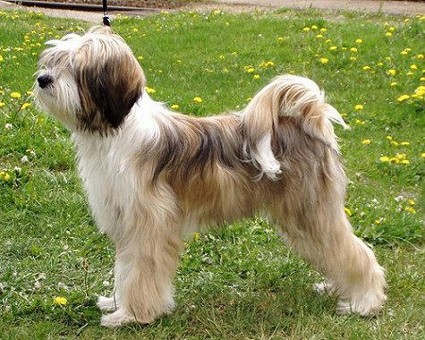 Nice Tibetan Terrier - Dog Breed