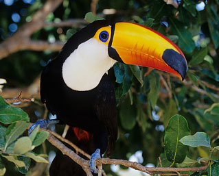 Pretty Toco toucan
