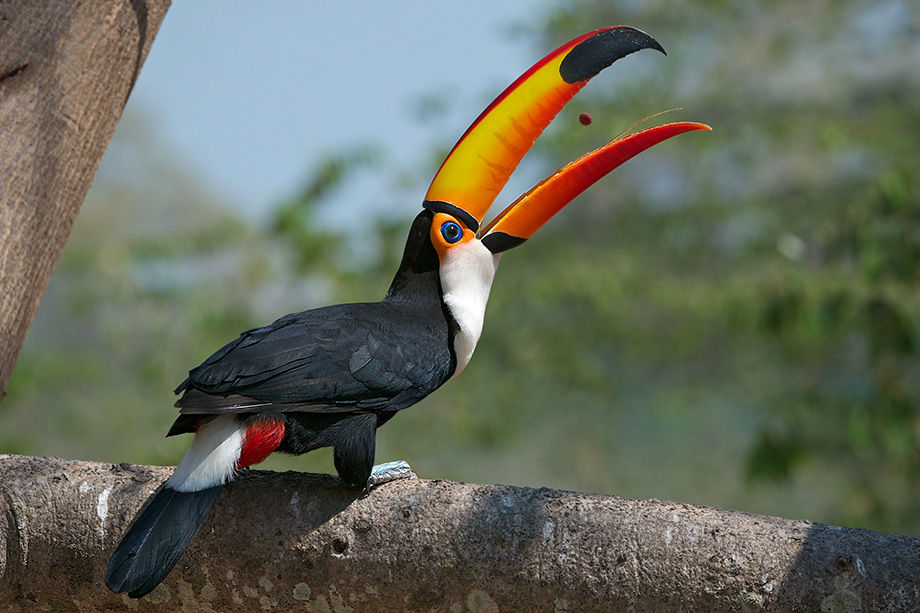 Pretty Toco toucan