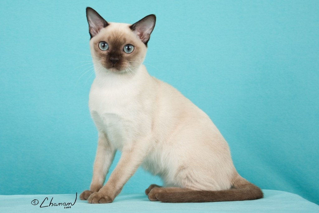 Cool Tonkinese - Cat Breed