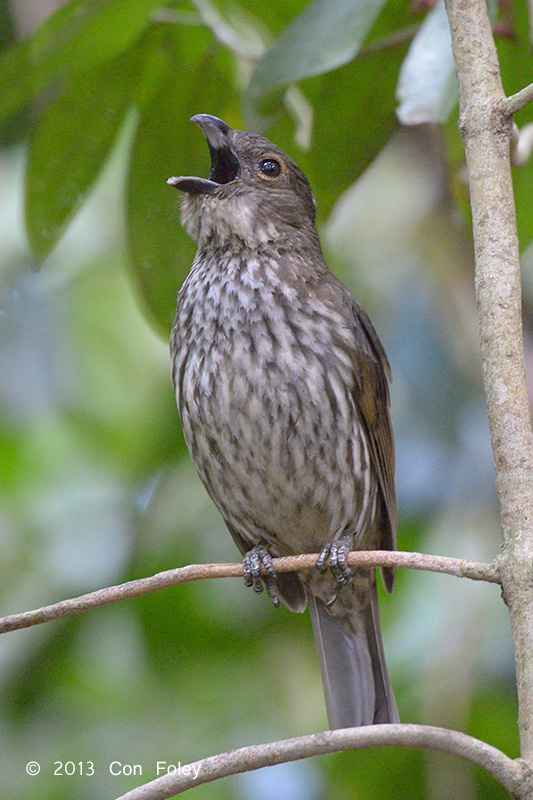 Tooth-billed bowerbird