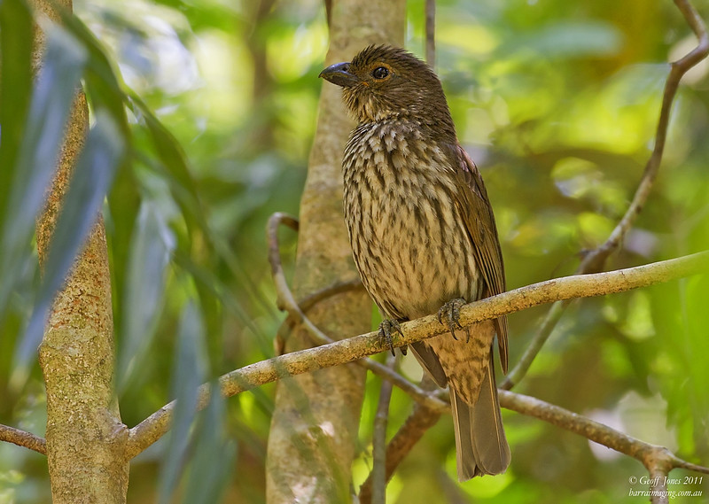 Pretty Tooth-billed bowerbird