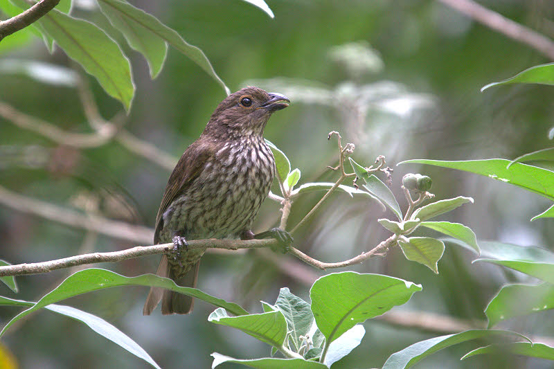 Pretty Tooth-billed bowerbird