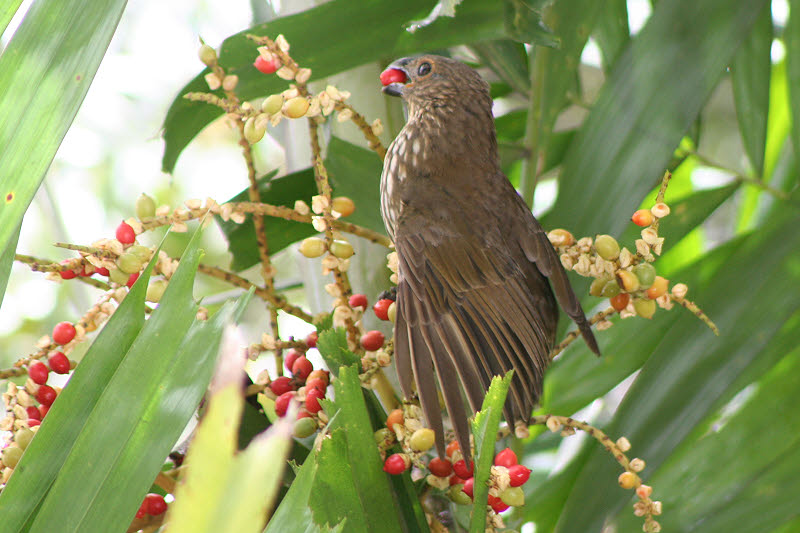 Pretty Tooth-billed bowerbird