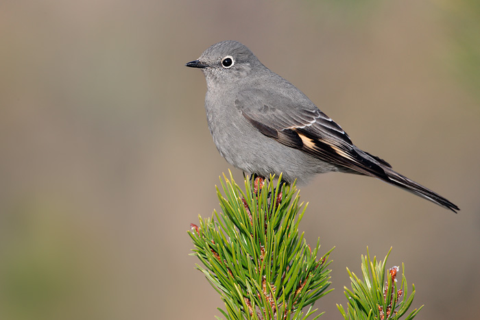 Townsend’s solitaire