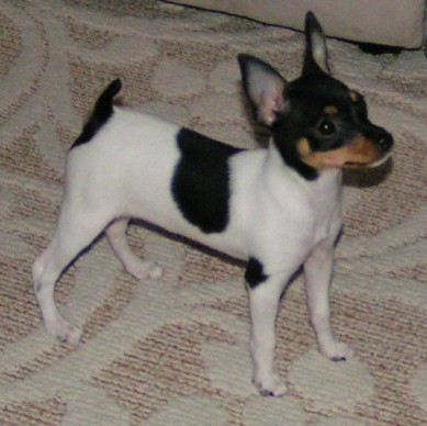 Toy Fox Terrier - Dog Breed