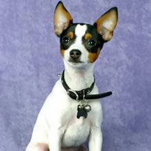 Nice Toy Fox Terrier - Dog Breed