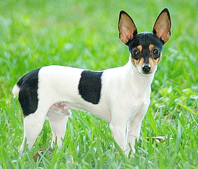 Wallpaper Toy Fox Terrier - Dog Breed