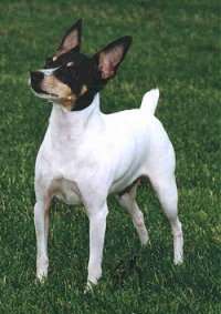 Photo Toy Fox Terrier - Dog Breed