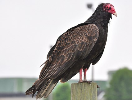 Pretty Turkey vulture