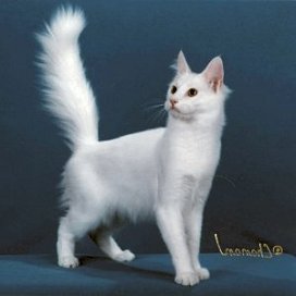 Pretty Turkish Angora - Cat Breed