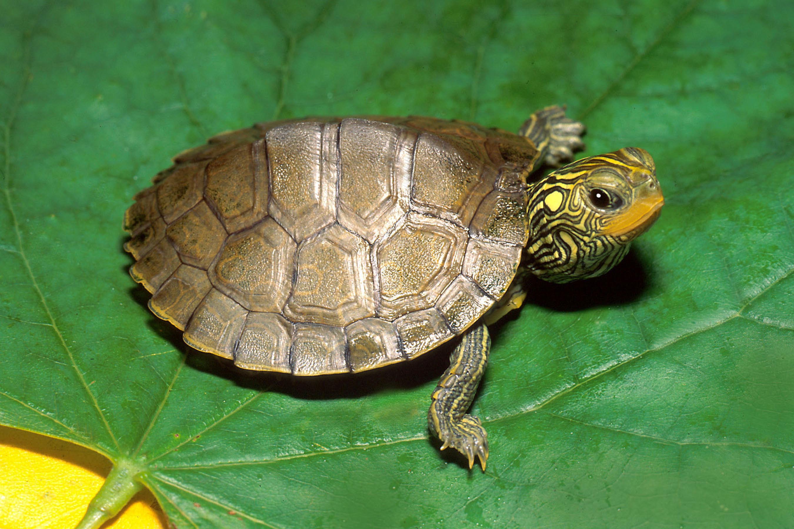 Pretty Turtle and Tortoise