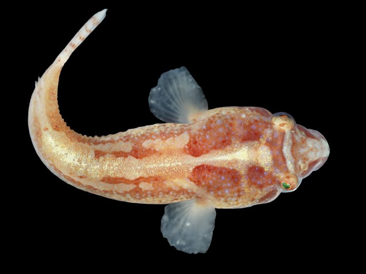 Two-spotted clingfish
