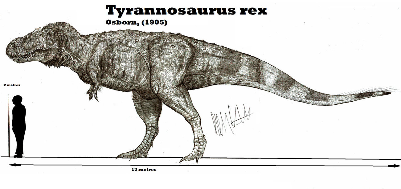 Tyrannosaurus wallpaper