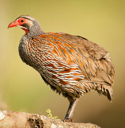 Udzungwa forest-partridge