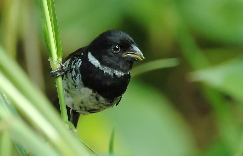 Pretty Variable seedeater
